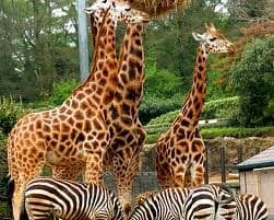 Vstupenka do ZOO Olomouc