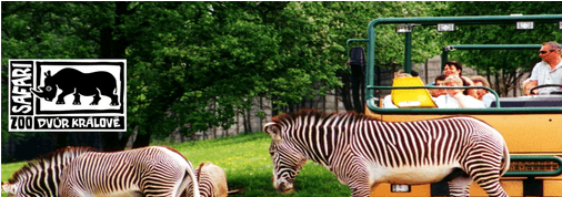Jízda africkou savanou v ZOO Dvůr Králové