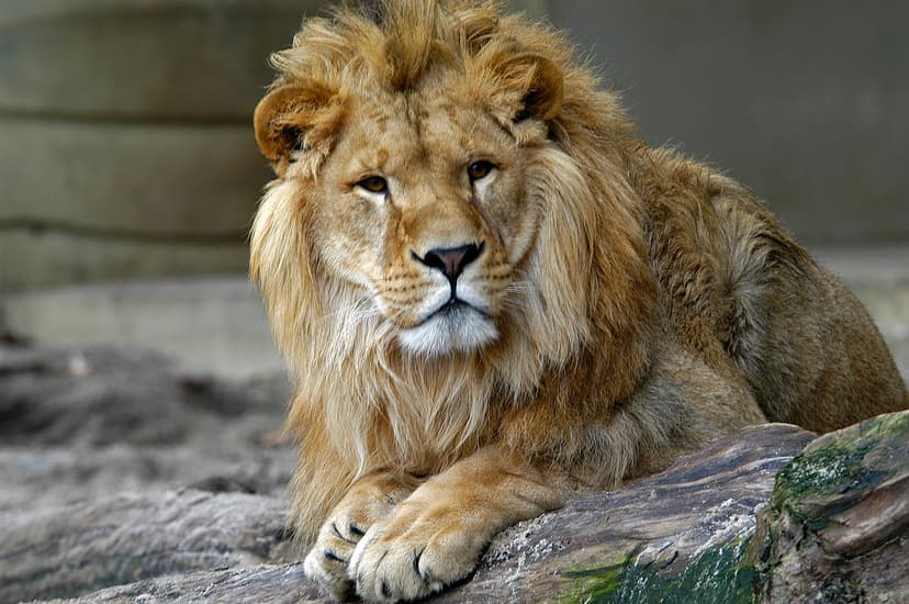 Vstupenka pro dospělého do olomoucké ZOO