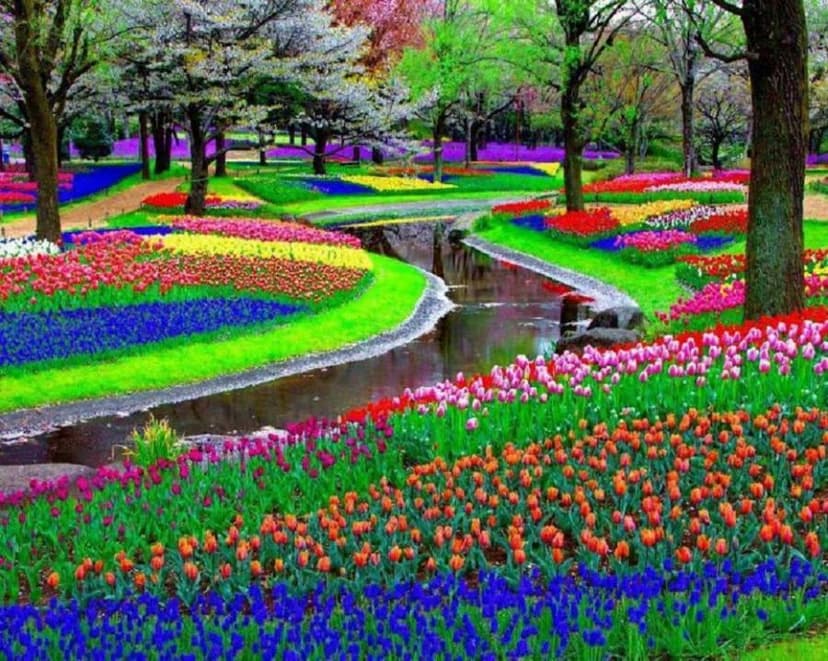 Poznávací zájezd do Holandska - tulipány atd.