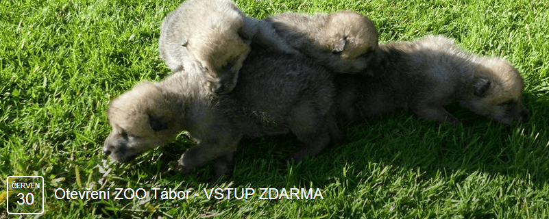 Zoo Tábor - VSTUP ZDARMA!