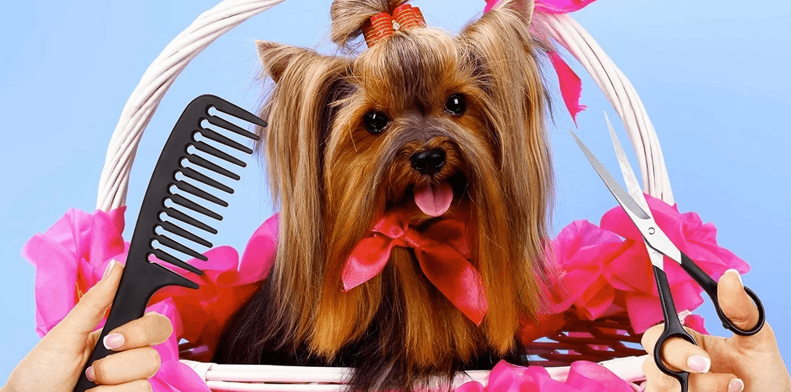 Kompletní stříhání vašeho pejska+zastř.drápků