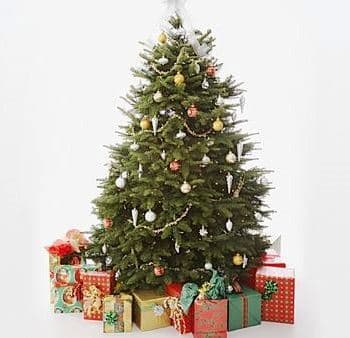 Vánoční stromky za nejlepší ceny