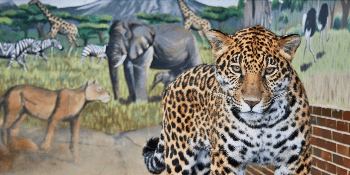 Vstupenky do hodonínského zoo