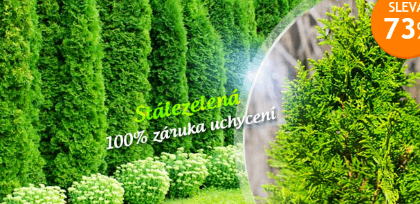 10 ks kontejnerované túje 