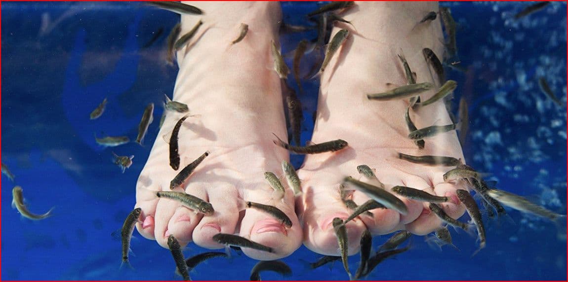 Ozdravná koupel nohou s rybičkami