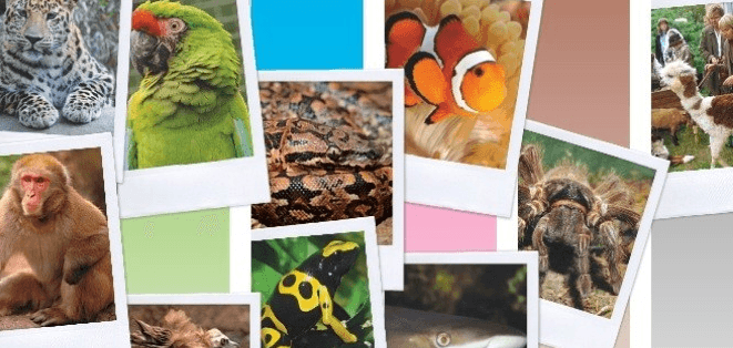 Vstup do Zoo pro dospělou osobu