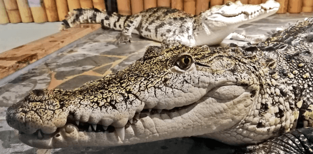 Vstupné do Krokodýlí ZOO 
