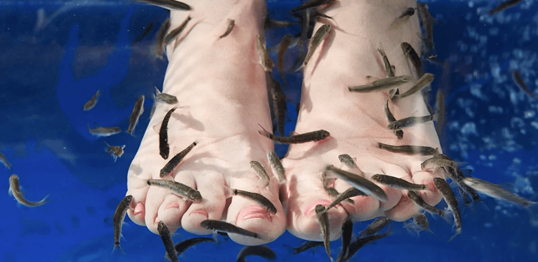 Koupel nohou s rybičkami Garra Rufa