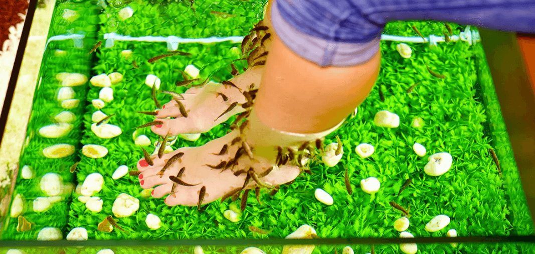 Koupel nohou s rybičkami Garra Rufa