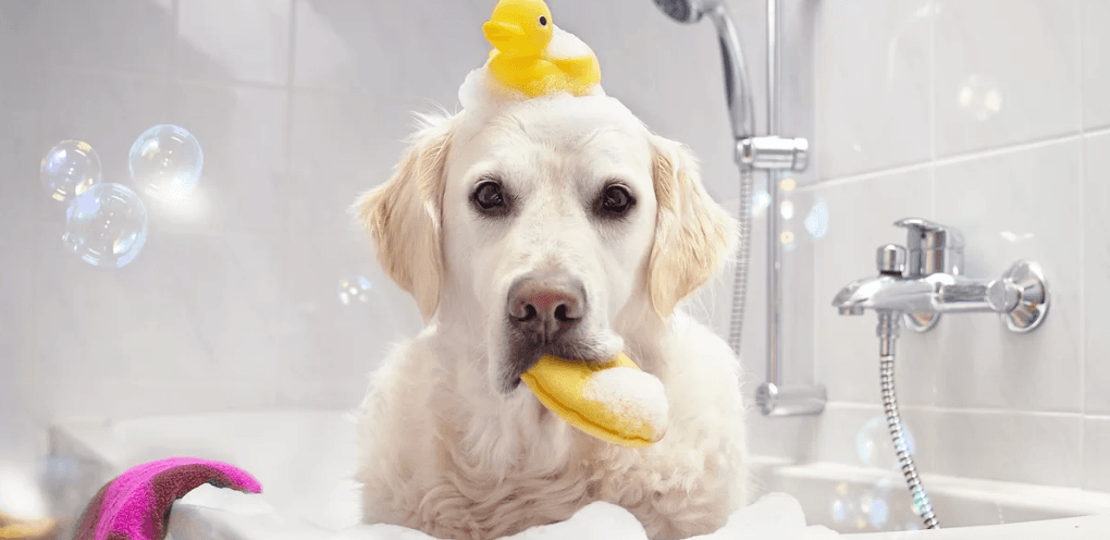 Wellness v psím salonu