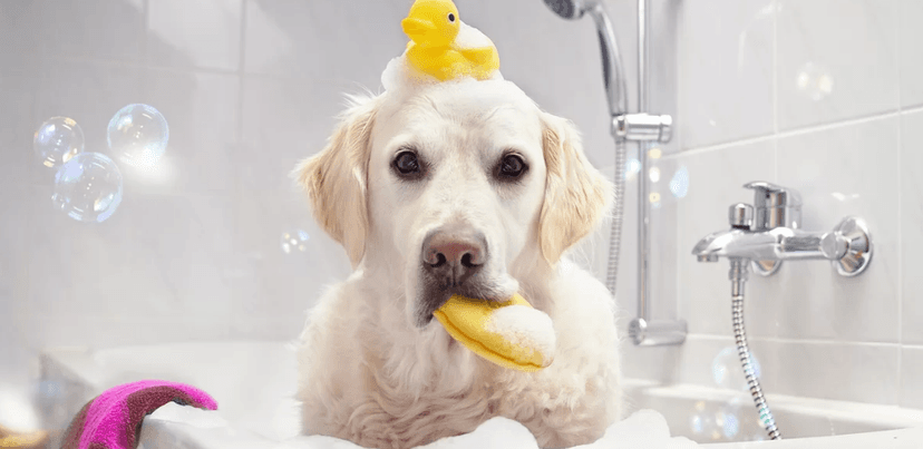 Wellness v psím salonu