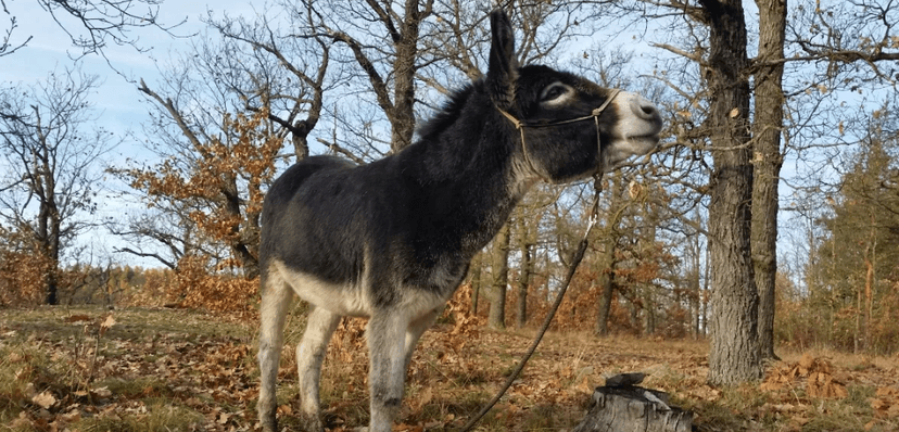 Výlet Oslí stezkou v přírodním parku