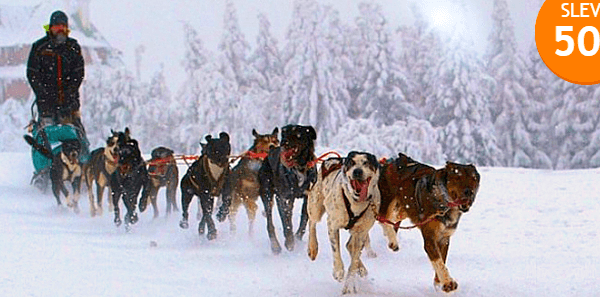 Jízda se psím spřežením, mushing