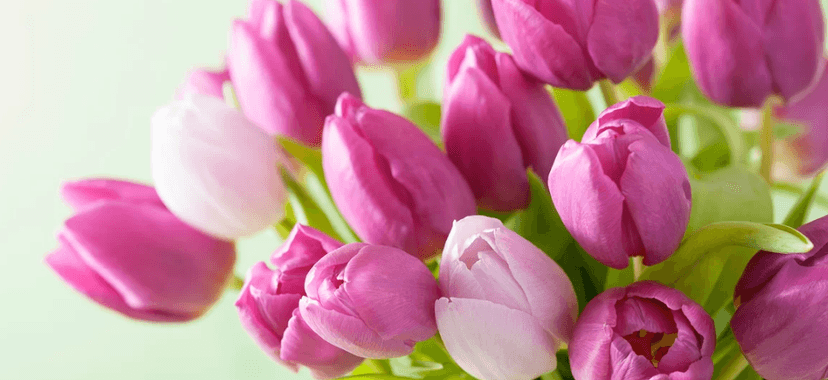 Čerstvé tulipány v šesti barvách
