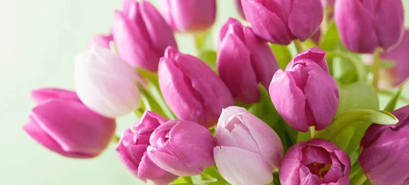 Čerstvé tulipány v šesti barvách