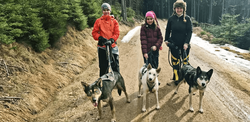 Dogtrekking s aljašským huskym