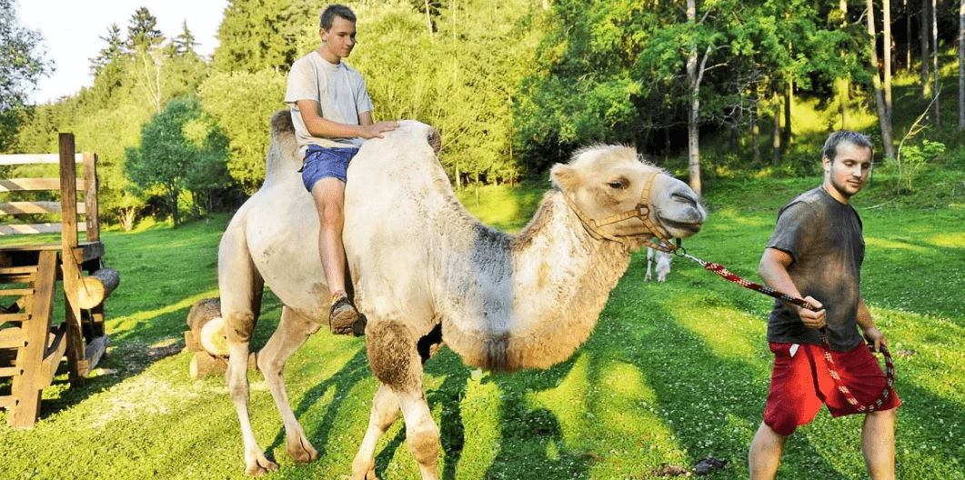 Zážitková jízda na velbloudovi