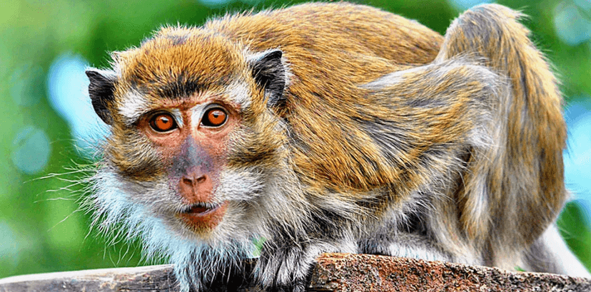 Vstupné do táborské zoo