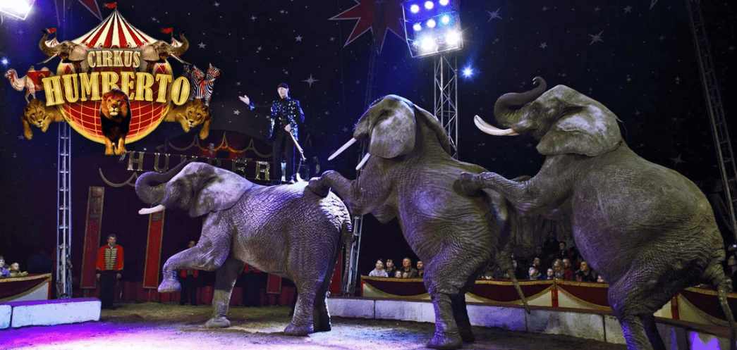 Vstupenky na show Cirkusu Humberto