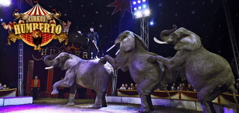 Vstupenky na show Cirkusu Humberto