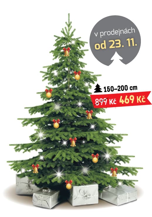 Vánoční stromky - kavkazská jedle