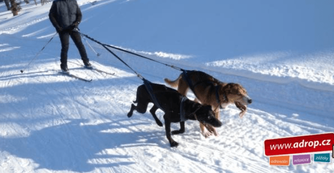 Skijöring se psy na 3 hodiny