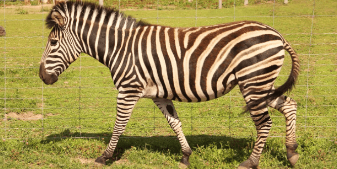 Rodinné a partnerské vstupy do Zooparku 