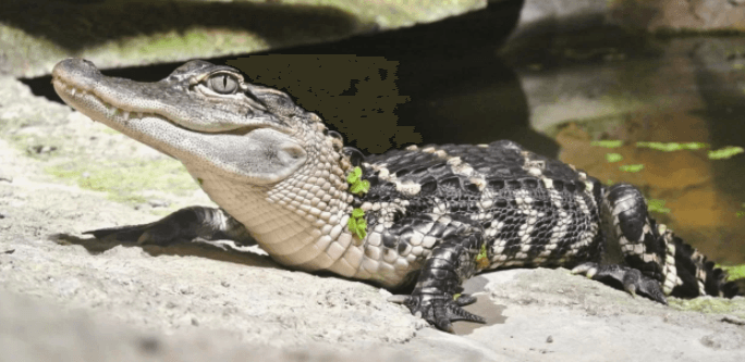 Zoo Terárium - vstupenka