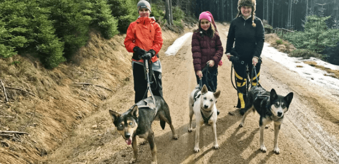 Dogtrekking: procházka s huskym po Jizerkách