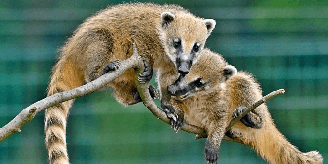 Vstupenka do Zoo Tábor