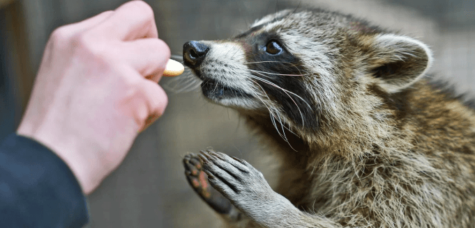 Komentovaná prohlídka zookoutku Chuchle 