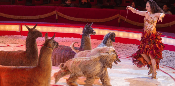 Show cirkusu Bernes - vstupenka