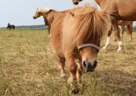 Staňte se farmářem - celodenní program