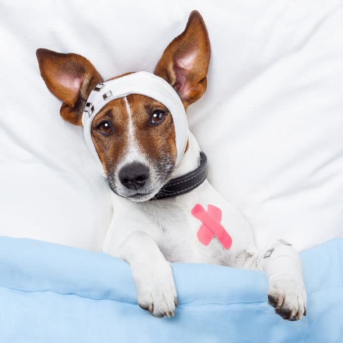 Veterinární přípravky Pet Health Care