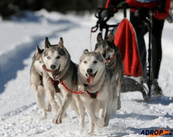 Mushing jízda se psím spřežením