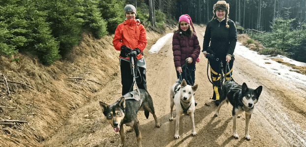 Dogtrekking s aljašským huskym