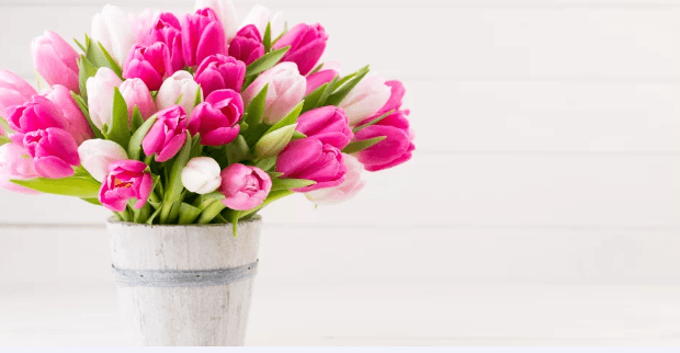 9 holandských tulipánů