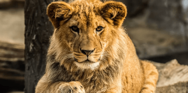 Jednodenní fotokurz v zoo Olomouc nebo Zlín