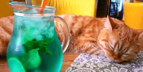 Domácí limonáda a dezert