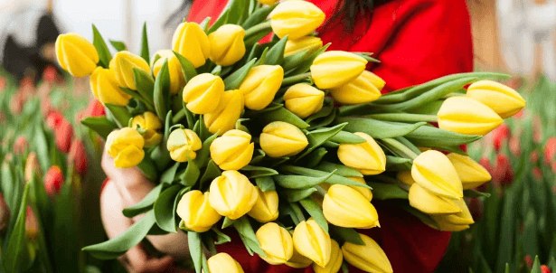9 holandských tulipánů