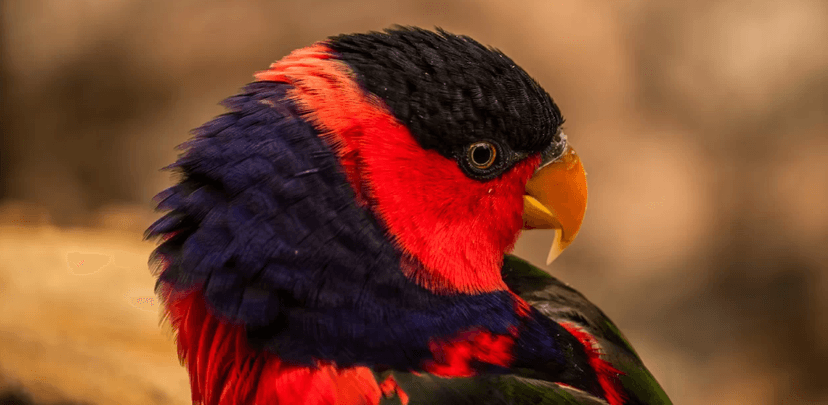 Jednodenní fotokurz v zoo Olomouc nebo Zlín