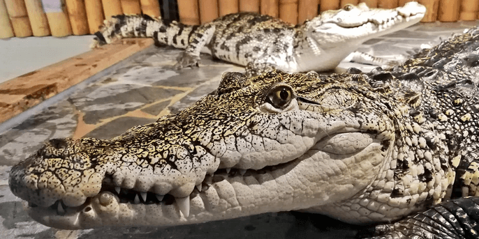 Vstupenka do Krokodýlí Zoo Praha