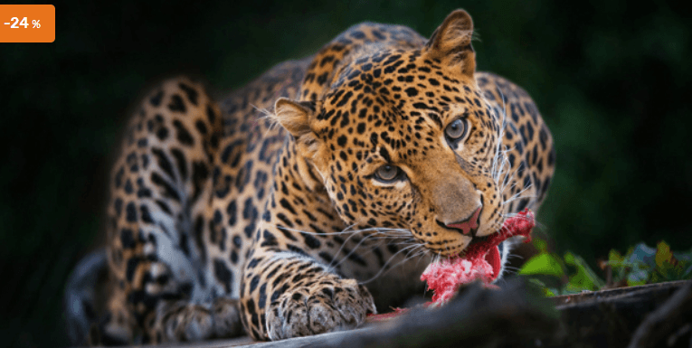 Fotografický kurz probíhající v českých ZOO