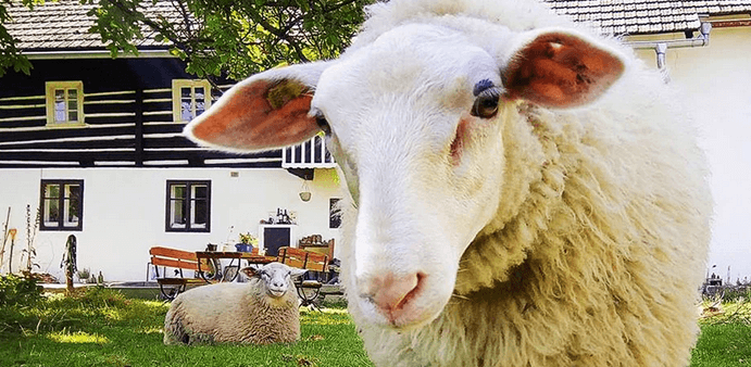 Odpoledne na rodinné farmě v přírodě 