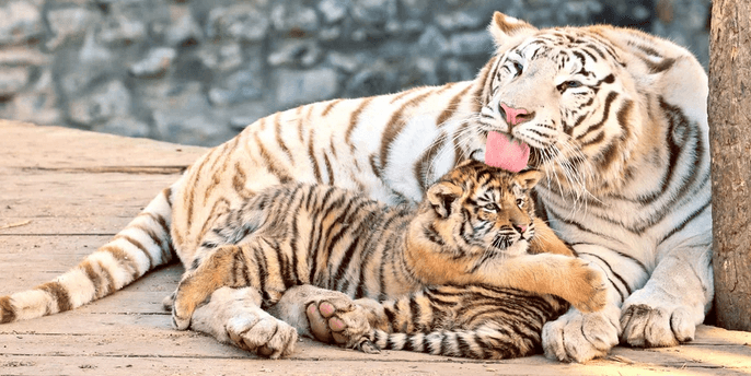 Vstup do Zoo Plasy pro malé i velké 