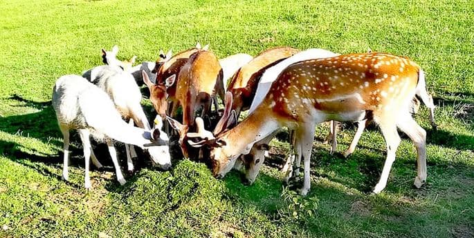 Vstupné do zooparku