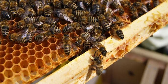 Exkurze na včelí farmě pro jednu osobu