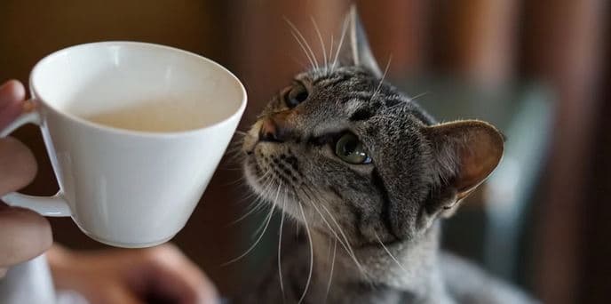 Vstup do Cat Café na 90 minut