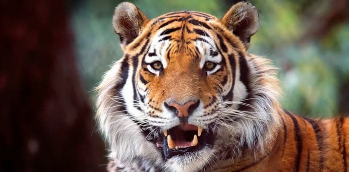 VIP prohlídka ZOO Tábor pro 4 milovníky zvířat